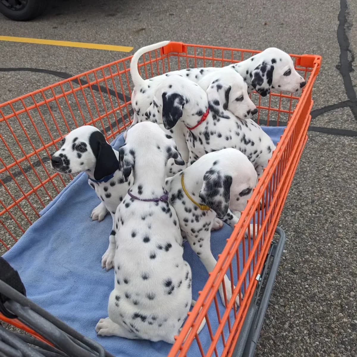 Beautiful **Dalmatian puppies