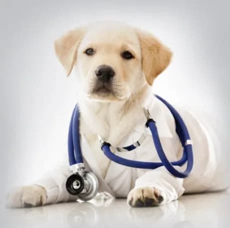 Complete Veterinary Practice Management Software Solution
