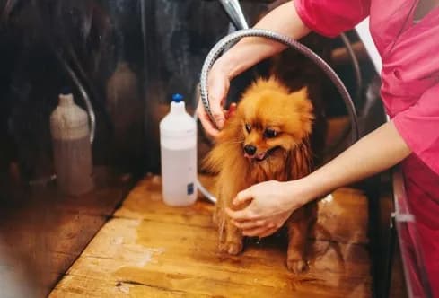Trusted Pet Coat Clipping for Everyday Pet Comfort
