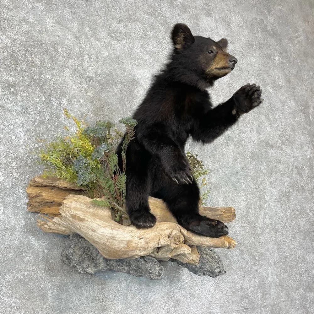 Black Bear Cub Life‑Size Taxidermy Mount for Sale .