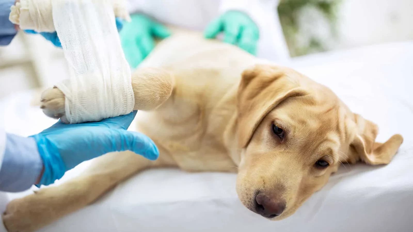 Professional Pet Surgery in Richmond BC for Safe and Compassionate Care