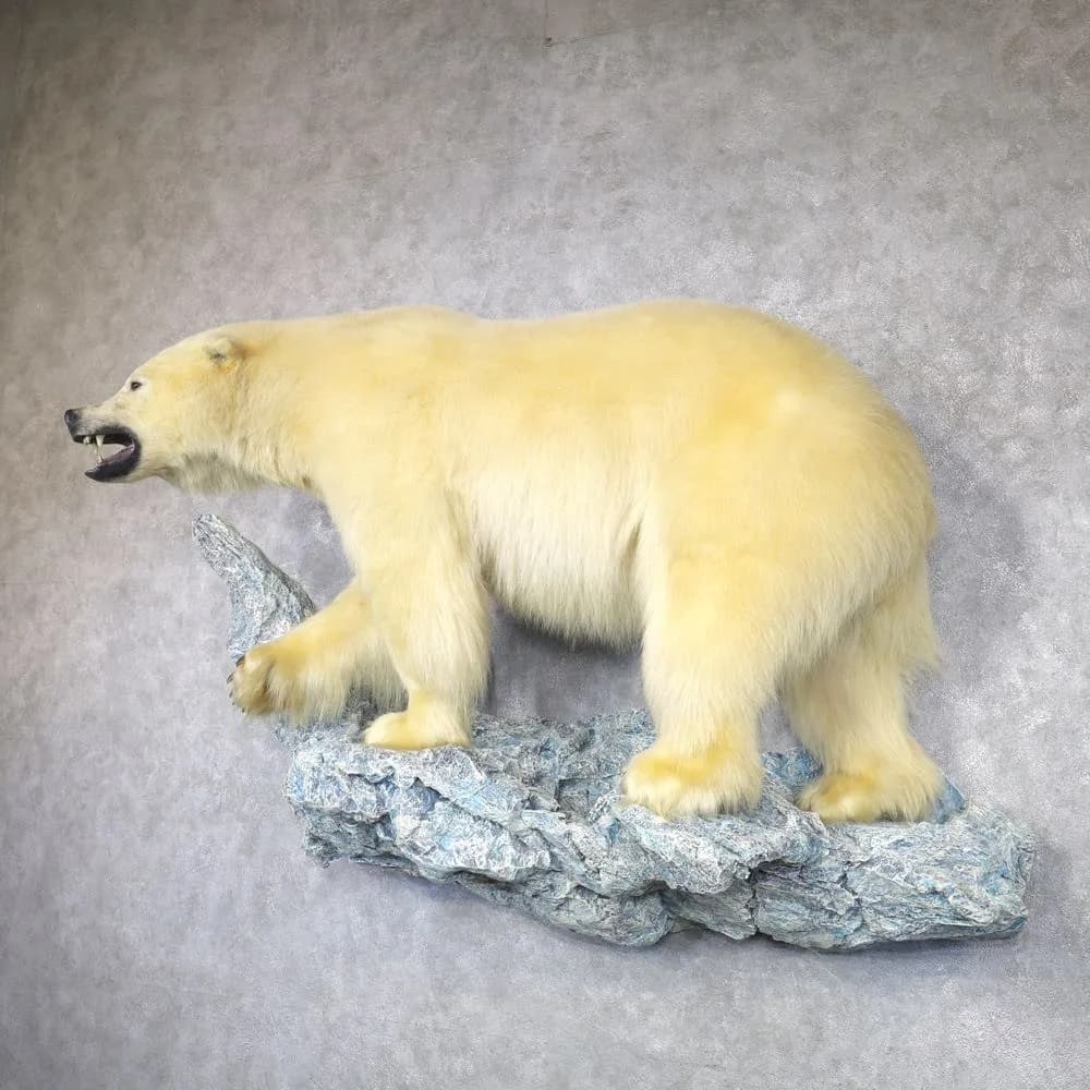 Polar Bear Life‑Size Taxidermy Mount for Sale .