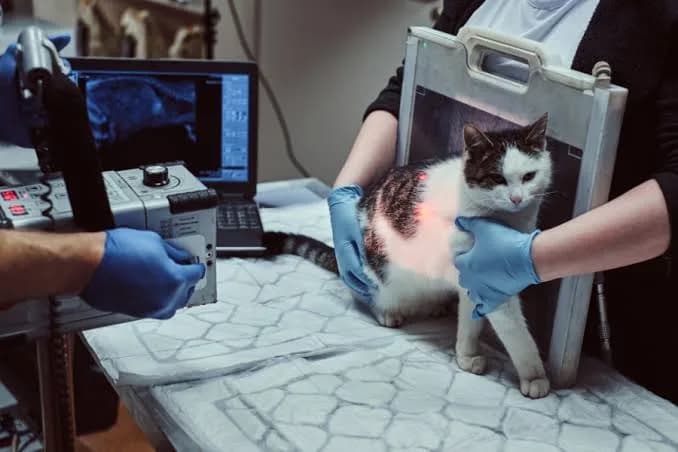Cat X-rays in Richmond BC: Clear Images, Better Care