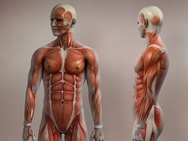 What Makes a Musculoskeletal Sonography Course Accredited in NYC?