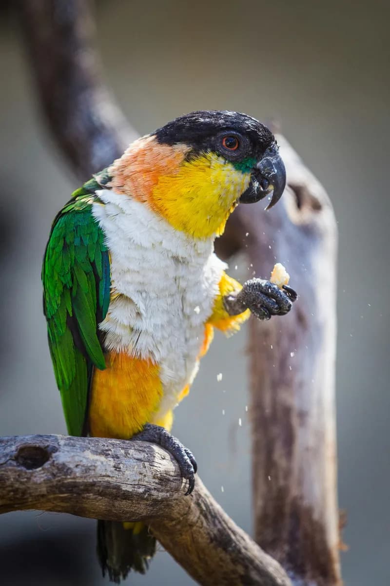 White Bellied Caique Parrot Companion | Mo’s Birds