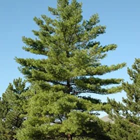 Shop Native Trees Online – iTrees