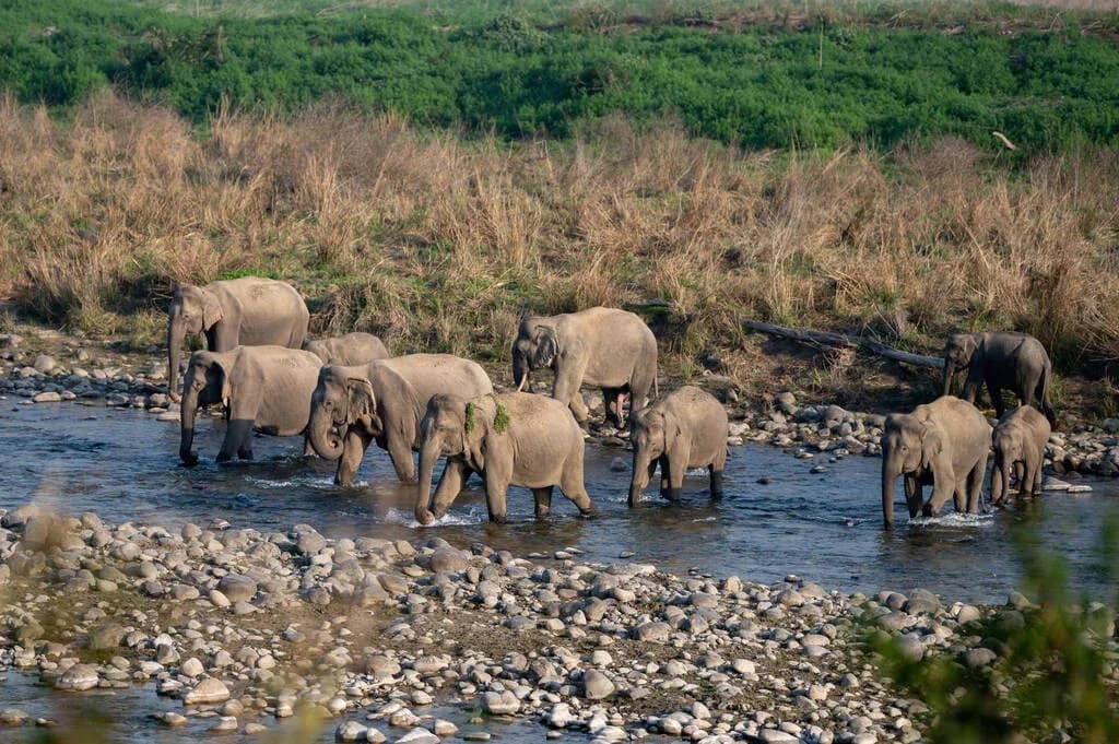 Dhela Zone Jeep Safari Guide & Booking in Jim Corbett Forest
