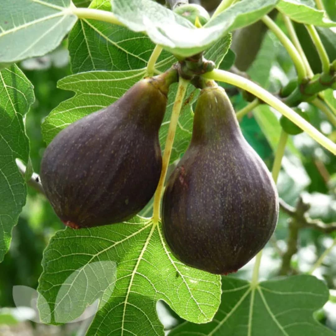 Brown Turkey Fig Tree for Sale | Healthy Outdoor Fruit Trees Online
