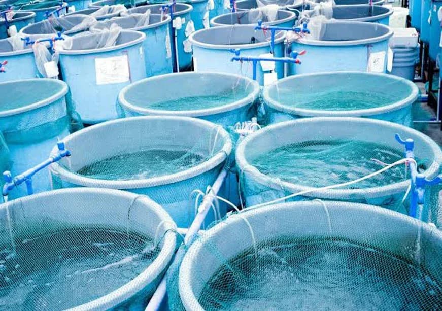 Securing Asia’s Blue Food Corridors: From Hatchery to Hinterland