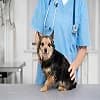 Reliable Pet Care at Animal Hospital Brittany Glen