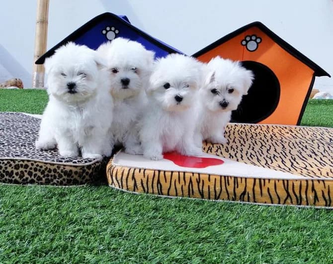 Cutest Adorable Teacup Maltese Puppies