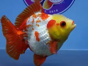 Online Goldfish Store