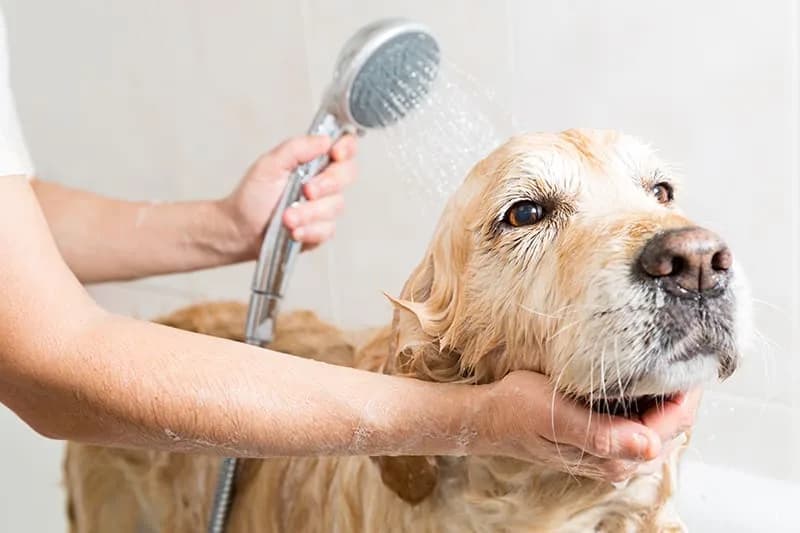 Dog Bath For Itchy Skin in Mirdif | Paws & Claws Pets
