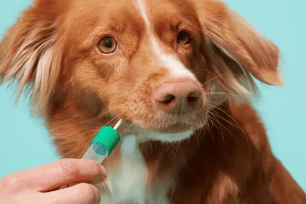 Embark Dog Age Test Review (2026): Is It Accurate & Worth the Price?