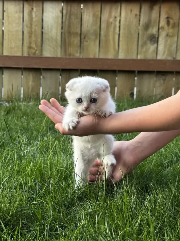 Buy Scottish Fold Kitten in Gresham, OR | #672726