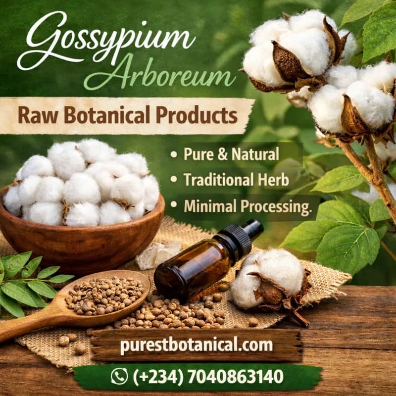 Buying Gossypium Arboreum online at Good Price