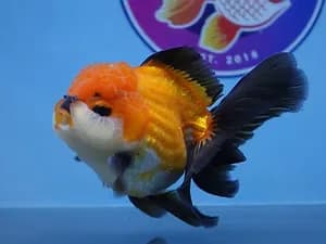Live Fancy Goldfish for Aquariums