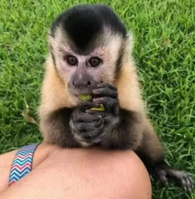 Spanky Capuchin Monkey For Sale