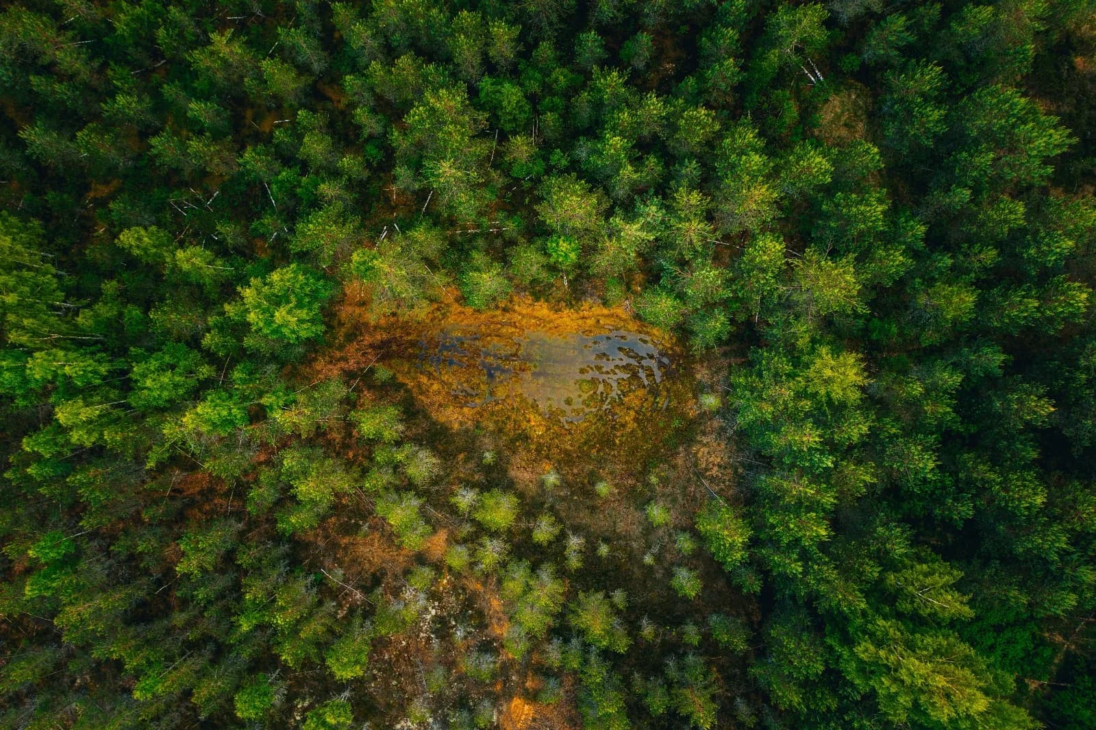 EU Deforestation Regulation Services India