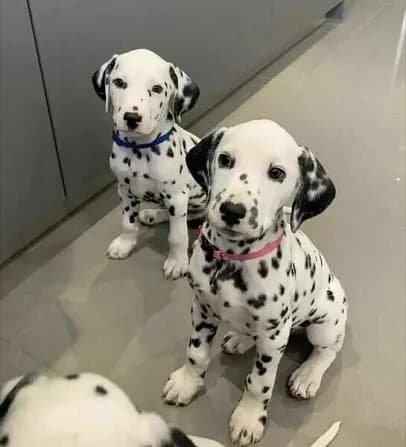 Cachorros de Gran Danés, sanos y adorables, disponibles.