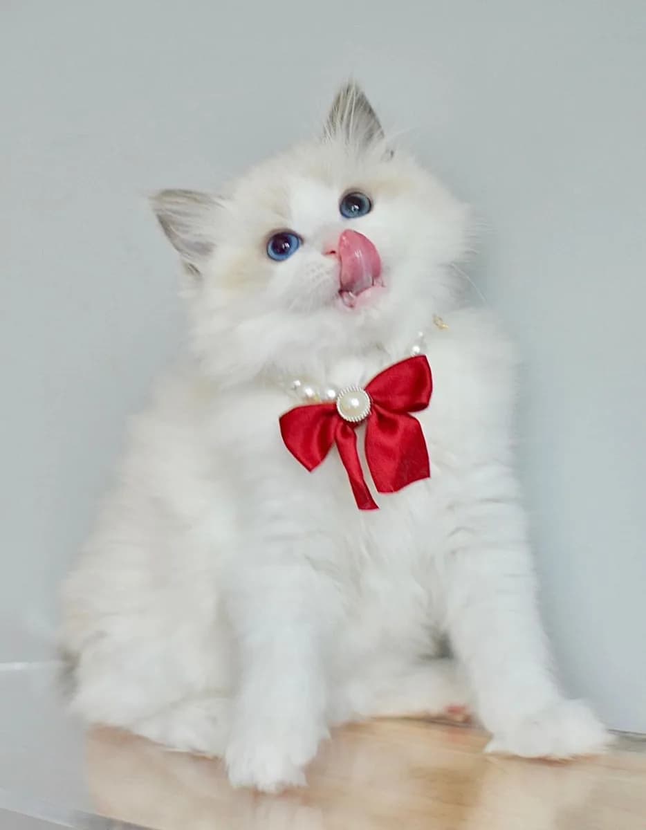Ragdoll Kittens for Sale – Blue Eyes • Sweet Temperament • 