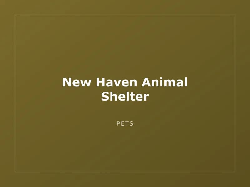 New Haven Animal Shelter