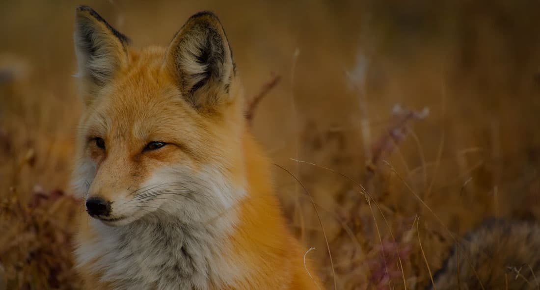 Fox Creek Animal Hospital