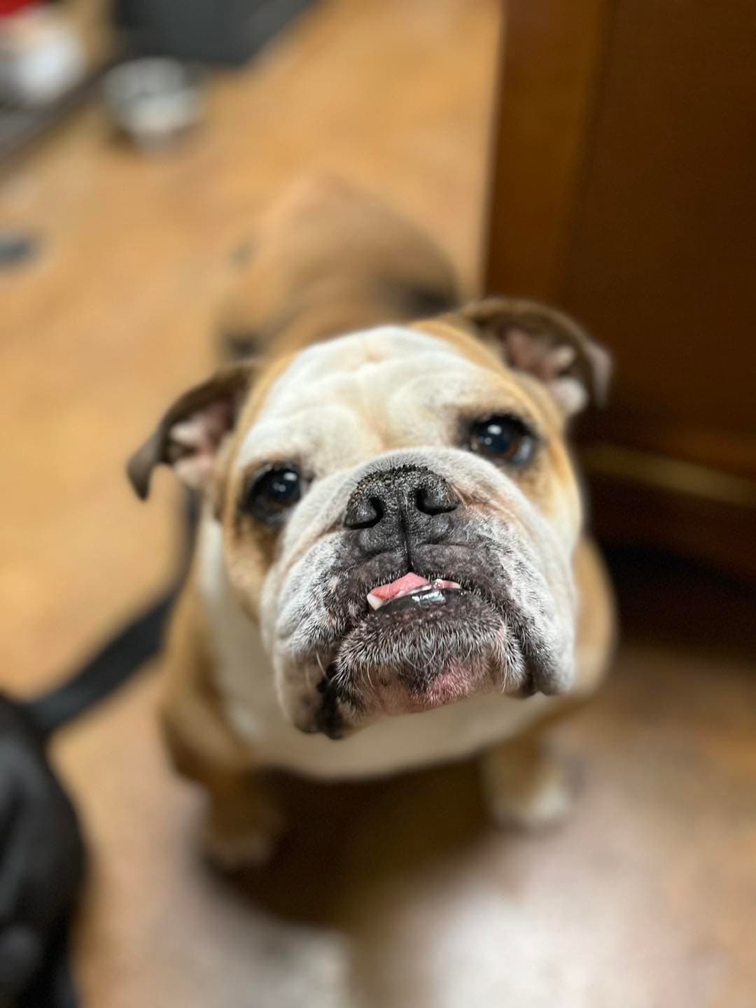 Grace Animal Hospital