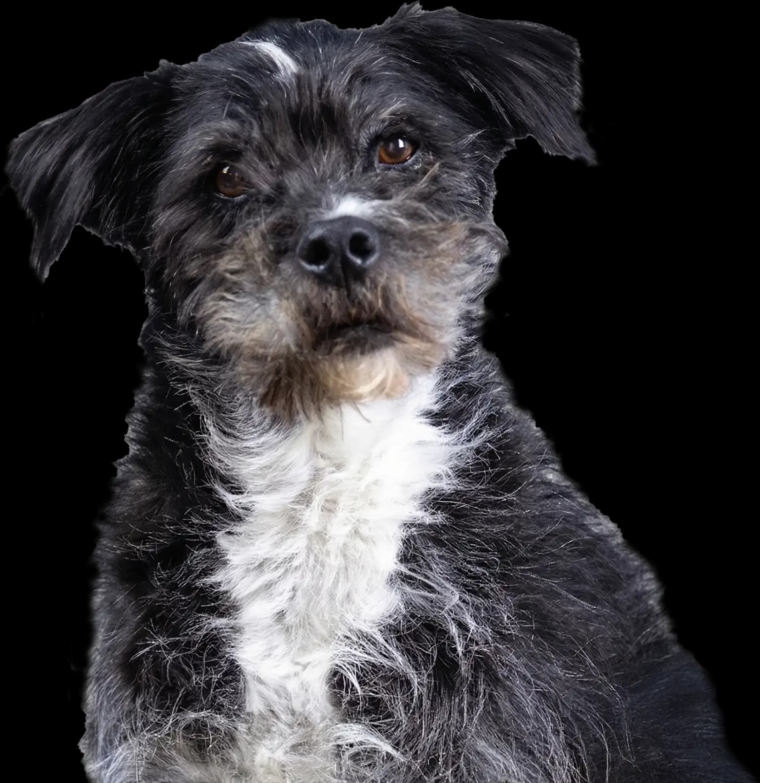 Yavapai Humane Society