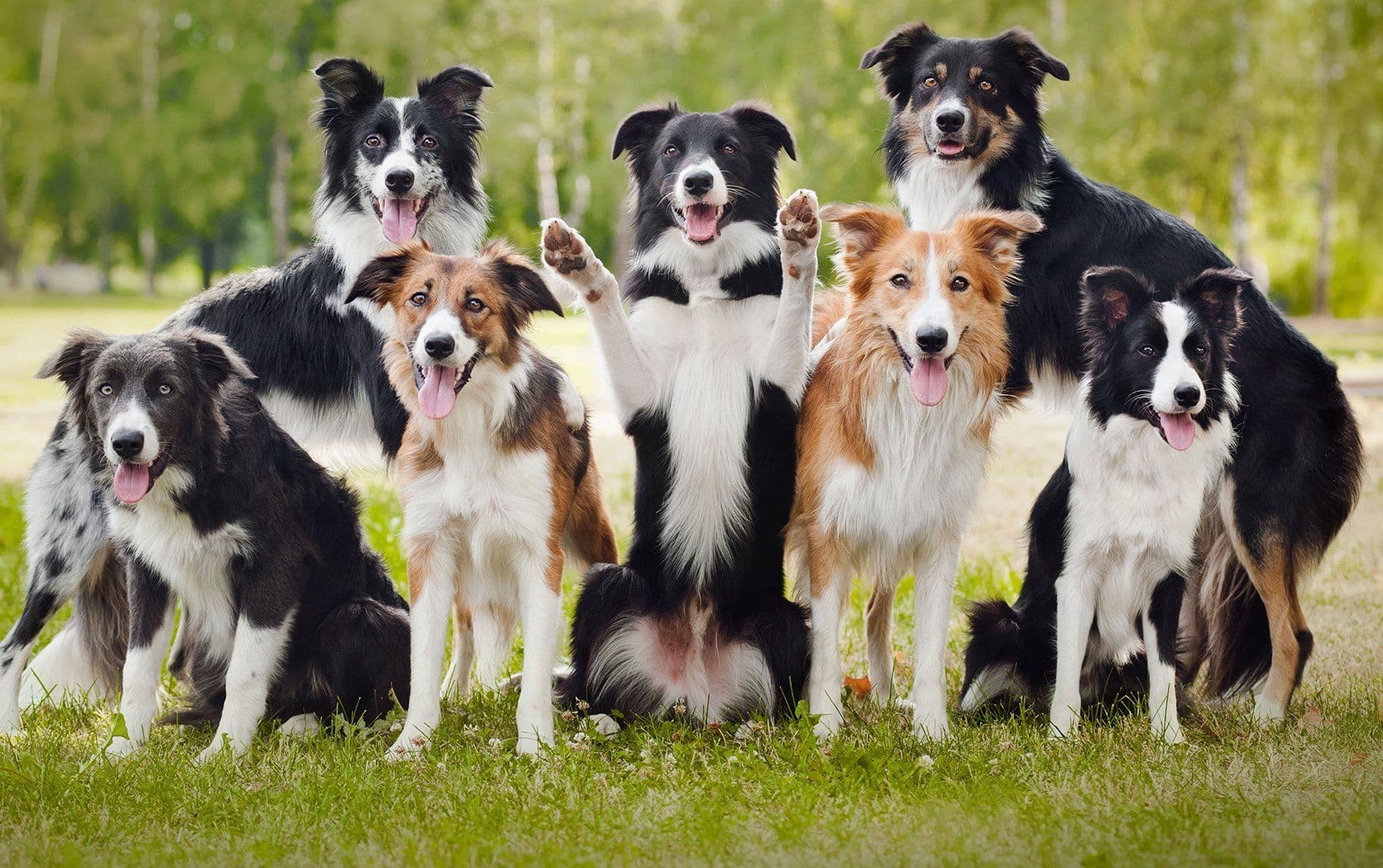 Animal Spay-Neuter Clinic