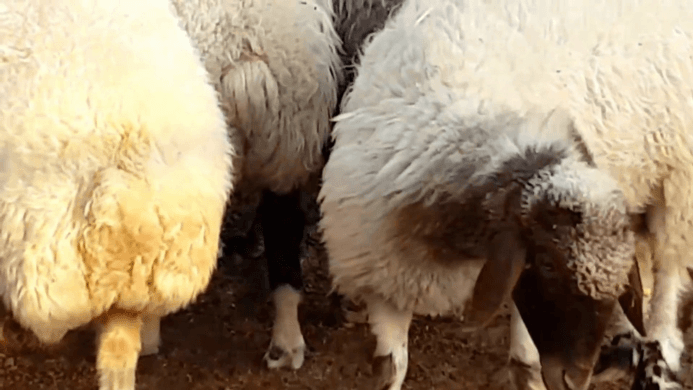 Awassi ,Gissar (Fat tail sheep for sale) and sheep Fat tail.