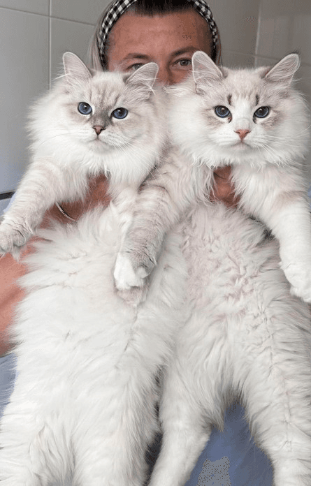 Perfect Siberian Kittens for Sale