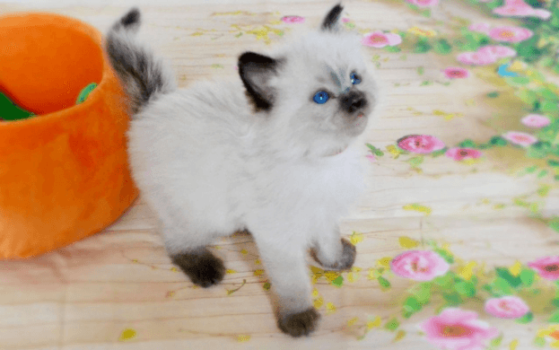 Adorable Ragdoll Kittens male and female