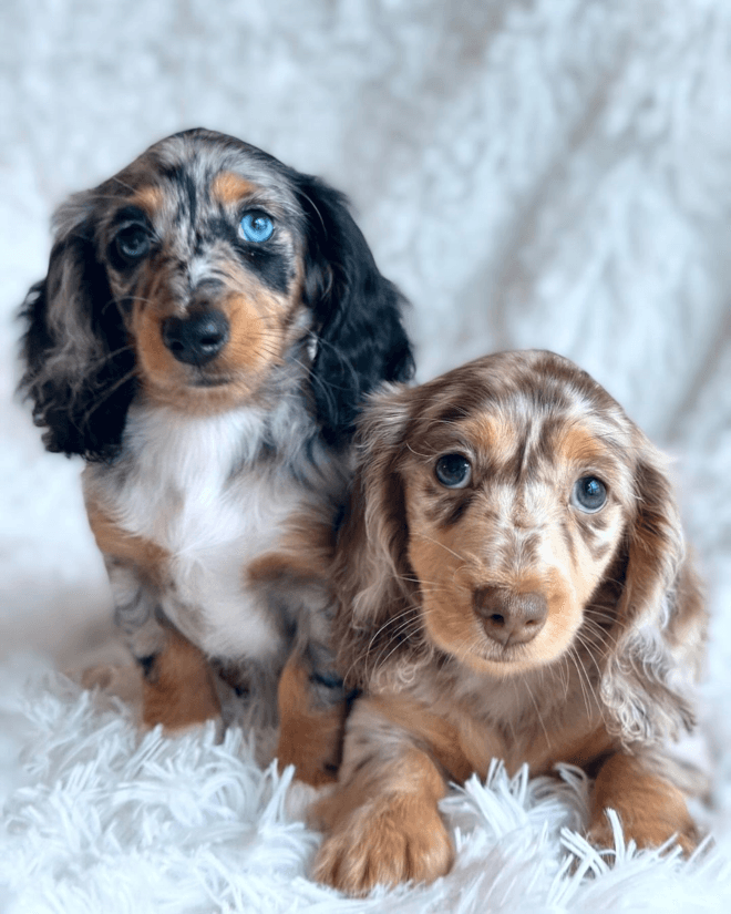 Dachshund Puppies For Adoption Near Me