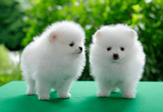 Beautiful Pomeranian puppies for good home