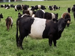 Belted Galloway cattle for sale