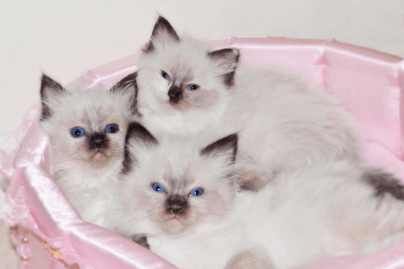 Adorable Ragdoll Kittens male and female
