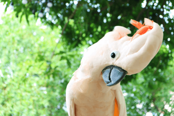 Cockatoo Parrots Exotic Birds for Sale Worldwide