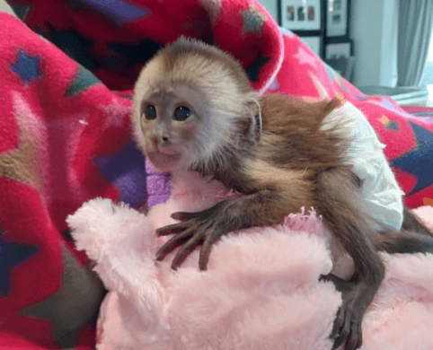 Baby Capuchin Monkeys For sale