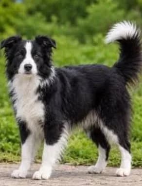 Excellent Border Collie