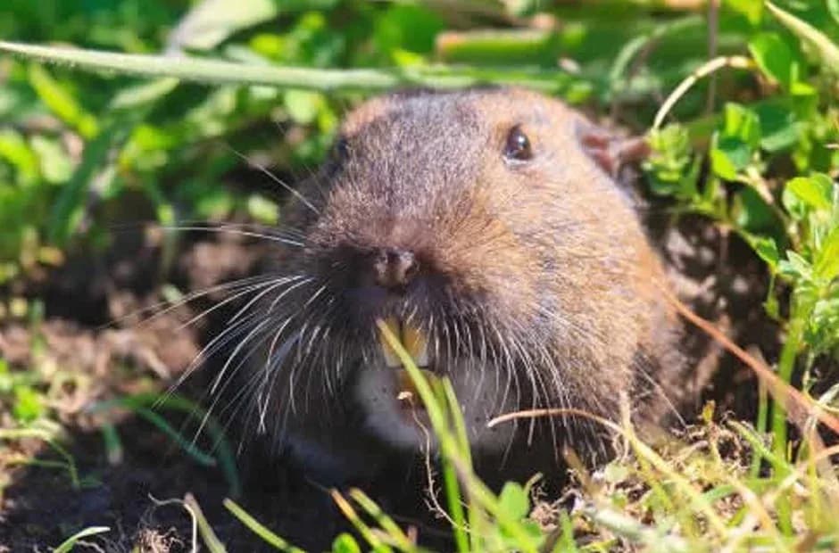 Natural Gopher Management Solutions for Best Gopher Control Near Me