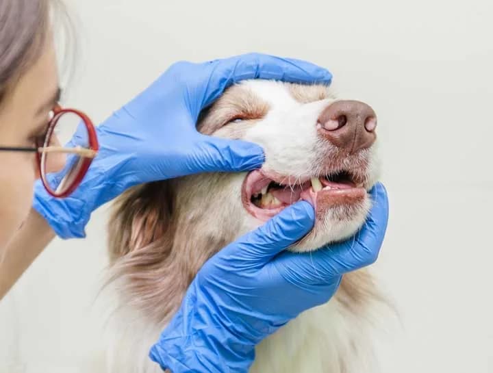 Pet Dentistry in Richmond: Supporting Healthier Smiles
