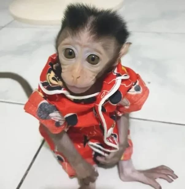 Richard – Male Macaque