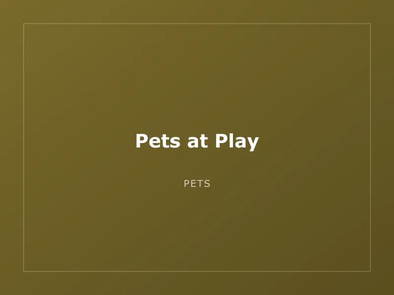 Pets at Play